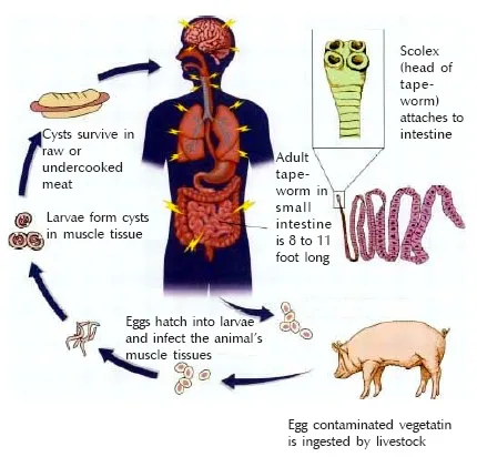 Why Muslims don't eat Pork